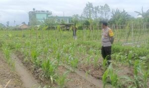 Silaturahmi Polisi dan Petani, Perkuat Pangan dan Keamanan Desa