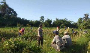 Bhabinkamtibmas Desa Jagaraga Aktif Dorong Ketahanan Pangan Lokal