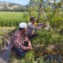 Bhabinkamtibmas Gapuk Dukung Petani Jambu Kristal di Gerung