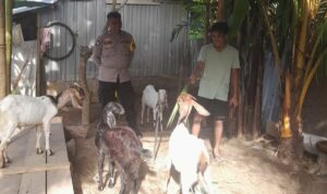 Bhabinkamtibmas Senggigi Gencarkan Edukasi Ketahanan Pangan di Dusun Krandangan