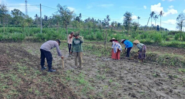 Peran Polri Dalam Swasembada Pangan di Sekotong, NTB