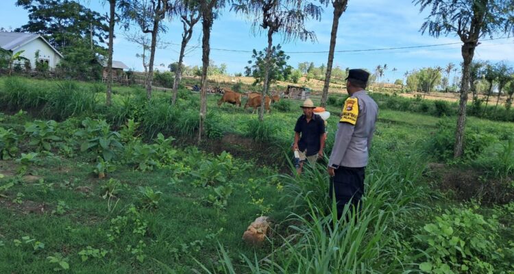 Polri Dorong Pertanian Produktif di Desa Pelangan, Sekotong