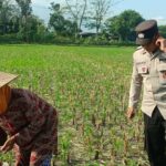 Polsek Gerung Perkuat Ketahanan Pangan Lewat Pendampingan Petani di Babussalam