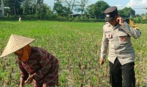 Polsek Gerung Perkuat Ketahanan Pangan Lewat Pendampingan Petani di Babussalam