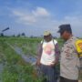 Bhabinkamtibmas Montong Are Dorong Swasembada Pangan di Kediri Lombok Barat
