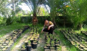 Bhabinkamtibmas Terong Tawah Dorong Ketahanan Pangan Lewat Pemanfaatan Pekarangan