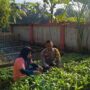 KWT Dusun Pemangket Ubah Pekarangan Jadi Kebun Sayur Produktif di Kuripan Utara