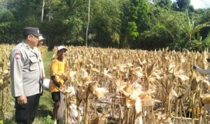 Panen Jagung Sukses di Gerung Selatan, Polri Hadir Jaga Kondusivitas