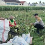Peran Aktif Bhabinkamtibmas Labuapi Dukung Ketahanan Pangan Lokal