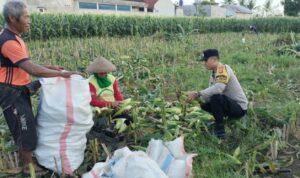 Peran Aktif Bhabinkamtibmas Labuapi Dukung Ketahanan Pangan Lokal