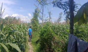 Polsek Gerung Pantau Lahan Jagung Siap Panen di Desa Beleka