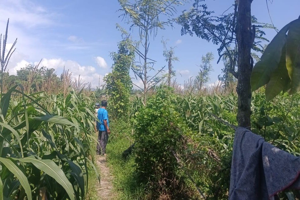 Polsek Gerung Pantau Lahan Jagung Siap Panen di Desa Beleka