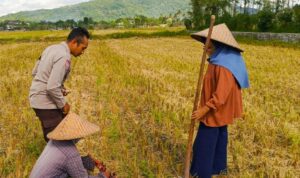 Sinergi Polsek Kuripan dan Petani Iting Langgem, Dukung Swasembada Pangan Lokal