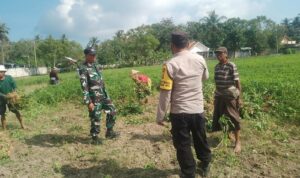 Sinergi TNI-Polri Dukung Ketahanan Pangan di Desa Taman Ayu, Gerung
