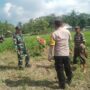 Sinergi TNI-Polri Dukung Ketahanan Pangan di Desa Taman Ayu, Gerung