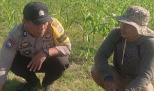 Bhabinkamtibmas Karang Bongkot Dukung Petani Jagung Manis Eksotik Lombok Barat