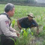Dorong Ketahanan Pangan, Bhabinkamtibmas Desa Sandik Ajak Warga Manfaatkan Pekarangan