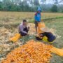 Jalin Silaturahmi, Bhabinkamtibmas Lembar Dukung Petani Jagung di Eyat Mayang