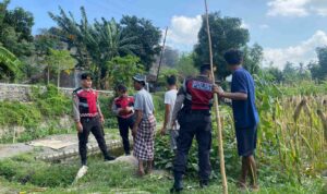 Polisi Lakukan Patroli Tanam Jagung di Dusun Kelebut untuk Dukung Swasembada Pangan