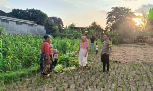 Polsek Kuripan Dukung Ketahanan Pangan di Dusun Pelulan Lewat Sosialisasi ke Petani Jagung