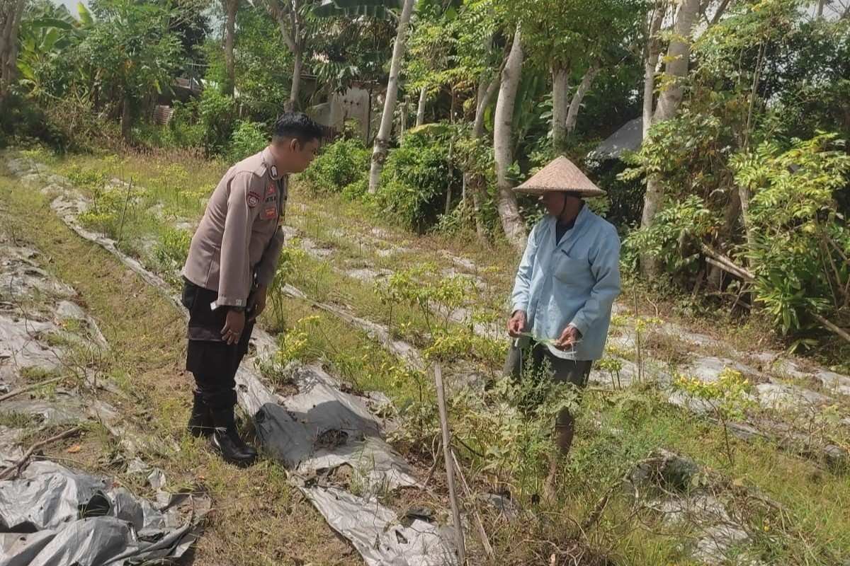 Polsek Labuapi Ajak Warga Desa Kuranji Wujudkan Kemandirian Pangan Lewat Pertanian Pekarangan