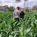 Sinergi Polri dan Petani, Panen Jagung di Sekotong Berjalan Aman