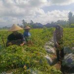 Sinergi Polri dan Warga Dusun Pelulan Wujudkan Ketahanan Pangan Keluarga