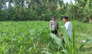 Polri di Tengah Petani Jagung: DDS Bangun Ketahanan Pangan Sekotong