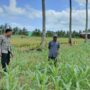 Jagung dan Keamanan: Bhabinkamtibmas Cendi Manik Turun ke Lahan