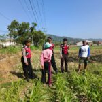 Polri Hadir Bantu Petani Jagung Wujudkan Swasembada di Lombok Barat