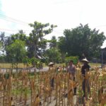 Sinergi Polisi dan Petani pada Panen Jagung Hibrida di Dusun Berambang, Lombok Barat