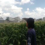 Sinergi Polri dan Petani Labuapi Perkuat Program Swasembada Pangan Desa