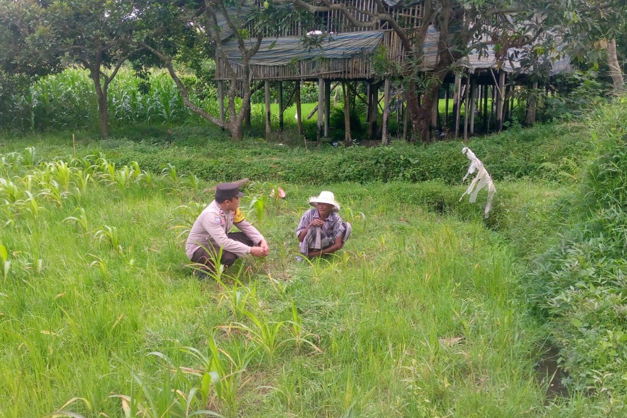LOMBOK BARAT, NTB – Dalam upaya mewujudkan ketahanan pangan yang kuat di tingkat desa, Bhabinkamtibmas Desa Jagaraga, Aiptu I Gede Dodit, melaksanakan kunjungan silaturahmi ke Dusun Dasan Geres Pande, Kecamatan Kuripan, Lombok Barat. Kunjungan pada Minggu, 21 September 2025 ini bertujuan untuk mensosialisasikan pentingnya program ketahanan pangan kepada warga binaan, khususnya Bapak Nasri, dengan fokus pada pemanfaatan lahan produktif. Kegiatan yang dimulai pukul 11.00 WITA ini disambut baik oleh Bapak Nasri dan warga setempat. Aiptu Gede Dodit berinteraksi langsung dan memberikan edukasi tentang cara-cara efektif mengoptimalkan lahan yang mereka miliki, baik pekarangan rumah maupun lahan kosong, untuk ditanami tanaman pangan, beternak, atau budidaya perikanan. Inisiatif ini merupakan bagian dari komitmen Polri dalam mendukung program pemerintah untuk memperkuat fondasi ekonomi masyarakat, khususnya di sektor pertanian. Mendorong Produktivitas Lahan Melalui Tanaman Jagung Dalam kunjungannya, Aiptu Gede Dodit secara spesifik mengajak Bapak Nasri untuk menanam jagung di lahannya yang berlokasi di RT. 01 Dusun Dasan Geres Pande. Jagung dipilih karena merupakan salah satu komoditas pangan pokok yang memiliki nilai ekonomis tinggi dan relatif mudah dibudidayakan. Aiptu Gede Dodit menekankan bahwa pemanfaatan lahan untuk menanam jagung tidak hanya akan memenuhi kebutuhan pangan keluarga, tetapi juga dapat meningkatkan pendapatan jika hasilnya melimpah. “Kami datang ke sini untuk mengajak Bapak Nasri dan warga lainnya agar tidak menyia-nyiakan lahan yang ada. Dengan menanam jagung, misalnya, kita bisa berkontribusi langsung pada ketahanan pangan keluarga dan bahkan desa,” ujar Aiptu I Gede Dodit. Ia menambahkan bahwa upaya ini sejalan dengan program pemerintah pusat dalam menghadapi tantangan pangan global. Warga Antusias Dukung Program Ketahanan Pangan Respons positif datang dari warga binaan, Bapak Nasri, yang menyatakan kesiapannya untuk mendukung program ini. Menurutnya, inisiatif dari Bhabinkamtibmas ini sangat membantu masyarakat dalam melihat potensi lahan yang selama ini mungkin belum tergarap optimal. “Saya sangat berterima kasih atas kunjungan Bapak Bhabinkamtibmas. Kami siap mendukung program ini. Selama ini lahan memang ada, tapi kami belum tahu harus mulai dari mana. Dengan arahan ini, kami jadi lebih termotivasi,” ungkap Bapak Nasri. Ia berharap, kegiatan serupa dapat terus dilakukan untuk memberikan pendampingan dan motivasi kepada petani lainnya. Polisi Hadir untuk Masyarakat Kapolsek Kuripan, Ipda I Wayan Eka Ariyana, S.H., menjelaskan bahwa kegiatan yang dilakukan oleh Bhabinkamtibmas Aiptu I Gede Dodit merupakan wujud nyata dari peran Polri sebagai pengayom, pelindung, dan pelayan masyarakat. Ia menegaskan bahwa tugas polisi tidak hanya terbatas pada penegakan hukum, tetapi juga mencakup pembinaan masyarakat di berbagai sektor. “Kunjungan Bhabinkamtibmas ke warga binaan adalah salah satu cara kami menjalin komunikasi dan silaturahmi yang erat. Kami ingin memastikan masyarakat merasa dekat dengan kami dan tahu bahwa kami selalu siap membantu, termasuk dalam hal peningkatan kesejahteraan melalui program ketahanan pangan,” kata Ipda I Wayan Eka Ariyana. Menguatkan Fondasi Ekonomi Desa Hasil dari kegiatan ini tidak hanya terwujud dalam bentuk kesepakatan dan dukungan, tetapi juga dalam terjalinnya hubungan silaturahmi dan komunikasi yang lebih baik antara pihak kepolisian dan masyarakat. Melalui pendekatan humanis ini, program pemerintah terkait ketahanan pangan dapat tersampaikan dengan lebih efektif dan diterima dengan tangan terbuka oleh warga. Upaya kolaboratif antara aparat dan masyarakat menjadi kunci utama dalam membangun desa yang mandiri dan memiliki ketahanan ekonomi yang kuat. Dengan semakin banyaknya lahan produktif yang dimanfaatkan, diharapkan kesejahteraan petani di Lombok Barat akan meningkat, dan pasokan pangan lokal akan lebih terjamin.