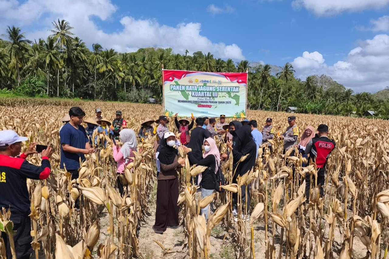 Panen Raya Jagung di Desa Pelangan, Polsek Sekotong Perkuat Ketahanan Pangan