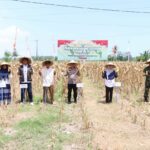 Lombok Barat Produksi 20 Ton Jagung dalam Panen Serentak, Bulog Pastikan Serap Hasil Petani