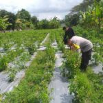 Polri Hadir Dukung Warga Jagaraga Wujudkan Desa Mandiri Pangan