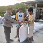 Polsek Kuripan Dorong Ketahanan Pangan Melalui Pendampingan Petani Jagung di Gerung