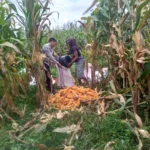 Sinergi Polri dan Warga Desa Jagaraga Bangun Kemandirian Pangan