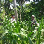 Polsek Kuripan Turun ke Sawah, Dukung Petani Tingkatkan Produksi Jagung