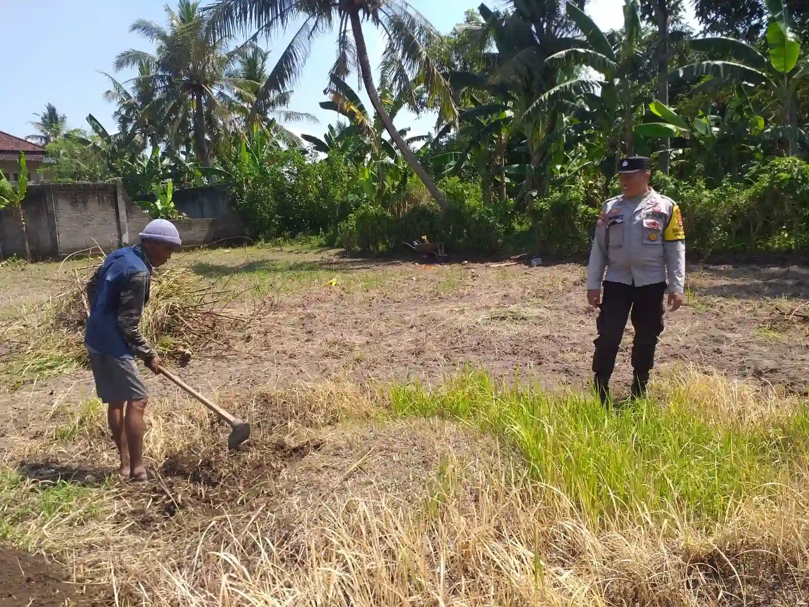 Lombok Barat, NTB – Dalam upaya konkret mendukung Program Ketahanan Pangan Nasional, Bhabinkamtibmas Desa Jagaraga, AIPTU I Gede Dodit, melaksanakan kunjungan dan dialog langsung dengan petani di Dusun Lamper. Kegiatan yang berlangsung pada hari Sabtu, 18 Oktober 2025, pukul 11.00 WITA hingga selesai, ini bertujuan mendorong pemanfaatan lahan produktif secara maksimal oleh warga binaan, baik untuk bercocok tanam maupun beternak atau perikanan. Inisiatif ini merupakan wujud nyata sinergi Polri dan masyarakat dalam menjaga ketersediaan pangan di tingkat lokal. Peran Aktif Polri dalam Mendukung Kemandirian Pangan Daerah Kunjungan Bhabinkamtibmas AIPTU I Gede Dodit di Dusun Lamper difokuskan kepada Bapak Ahmad, salah seorang petani setempat yang memiliki lahan produktif. Dalam pertemuan yang berlangsung hangat dan penuh kekeluargaan, AIPTU I Gede Dodit menyampaikan pentingnya peran aktif masyarakat, terutama para petani dan peternak, dalam menghadapi tantangan ketahanan pangan global. Ia mengajak warga untuk tidak hanya mengandalkan hasil panen utama, tetapi juga memanfaatkan pekarangan rumah atau lahan tidur untuk menanam komoditas pangan cepat panen seperti sayur-sayuran, sebagai bentuk diversifikasi dan cadangan pangan keluarga. Kapolsek Kuripan, Polres Lombok Barat, Polda NTB, Ipda I Wayan Eka Ariyana, S.H., menegaskan bahwa kegiatan ini adalah bagian dari instruksi pimpinan Polri untuk secara masif mengawal dan mendukung program pemerintah. "Peran Bhabinkamtibmas sangat strategis sebagai ujung tombak Polri di desa. Mereka tidak hanya menjaga kamtibmas, tetapi juga menjadi motivator dan penggerak ekonomi kerakyatan, khususnya di sektor pertanian. Kami terus mendorong anggota kami untuk terjun langsung, memastikan warga binaan teredukasi dan tergerak untuk memanfaatkan setiap jengkal lahan yang ada," ujar Ipda I Wayan Eka Ariyana, S.H. Menggali Potensi Lokal Melalui Pemanfaatan Lahan Produktif Inti dari kunjungan tersebut adalah memotivasi Bapak Ahmad dan warga lainnya agar lebih optimal dalam memanfaatkan lahan. AIPTU I Gede Dodit memberikan pemahaman bahwa ketahanan pangan dimulai dari tingkat rumah tangga dan desa. Dengan menanam sayur-sayuran di lahan milik sendiri, warga dapat mengurangi ketergantungan pada pasar, memastikan ketersediaan pangan yang sehat, sekaligus berpotensi meningkatkan pendapatan keluarga. "Saya berdialog dengan Bapak Ahmad, menjelaskan bahwa program ketahanan pangan ini bukan hanya tanggung jawab pemerintah semata, melainkan tanggung jawab kita bersama. Dengan memanfaatkan lahan seoptimal mungkin, kita tidak hanya menjamin ketersediaan pangan keluarga, tapi juga ikut berkontribusi pada ketahanan pangan nasional," kata AIPTU I Gede Dodit. Ia menambahkan, pihaknya siap membantu memfasilitasi komunikasi dengan instansi terkait jika warga membutuhkan bimbingan teknis lebih lanjut mengenai pertanian atau peternakan. Sambutan Positif Warga dan Komitmen Mendukung Program Pemerintah Sambutan dari Bapak Ahmad, petani yang menjadi sasaran kunjungan, menunjukkan antusiasme tinggi terhadap inisiatif ini. Bapak Ahmad menyatakan kesediaannya untuk mendukung program pemerintah dengan mulai menanam berbagai jenis sayur-sayuran di tanah miliknya yang terletak di Dusun Lamper, Desa Jagaraga. "Kami menyambut baik kunjungan dari Bapak Bhabinkamtibmas. Ini sangat memotivasi kami para petani. Kami siap mendukung program ketahanan pangan ini. Kebetulan kami punya lahan, dan arahan dari Bapak Dodit untuk menanam sayur-sayuran sangat masuk akal untuk cadangan pangan keluarga kami. Kami akan segera memulainya," tutur Bapak Ahmad dengan semangat. Hasil dari kegiatan ini tidak hanya terhenti pada komitmen menanam sayuran, tetapi juga berhasil menjalin dan memperkuat tali silaturahmi serta komunikasi yang baik antara Polri dan warga binaan. Komunikasi yang intensif dan berkelanjutan seperti ini sangat penting untuk memastikan program-program pemerintah dapat berjalan lancar dan tepat sasaran di tingkat desa. Secara keseluruhan, kegiatan Bhabinkamtibmas Desa Jagaraga AIPTU I Gede Dodit di Dusun Lamper ini berjalan lancar. Situasi di lokasi terpantau aman dan kondusif, mencerminkan sinergi yang harmonis antara aparat keamanan dan masyarakat. Upaya ini menjadi salah satu pilar penting dalam mewujudkan kemandirian pangan yang berkelanjutan di wilayah Kabupaten Lombok Barat, sekaligus mengukuhkan citra Polri sebagai pengayom dan mitra produktif bagi masyarakat. Keberhasilan ini diharapkan dapat menjadi contoh inspiratif bagi desa-desa lain untuk turut serta aktif dalam program penguatan ketahanan pangan nasional.