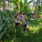 Sinergi Polri dan Petani di Lombok Barat Perkuat Kemandirian Pangan
