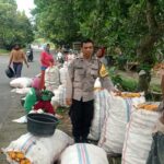 Sinergi Petani dan Polri di Lombok Barat Hasilkan Panen Jagung Melimpah