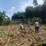 Kemandirian Pangan: Bhabinkamtibmas Kuripan Kunjungi Petani Jagung