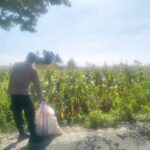 Jagung Lelede Panen Raya, Polri Pastikan Proses Aman dan Harga Stabil