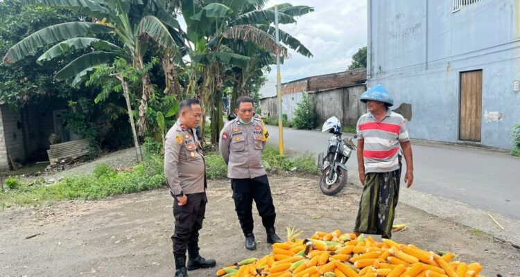 Polsek Labuapi Bantu Petani Amankan Harga Panen Jagung ke Bulog