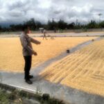 Sinergi Polri dan Bulog Jamin Harga Jual Jagung Petani Lombok Barat