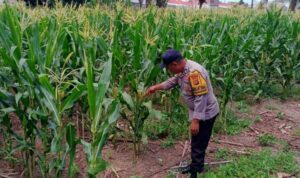 Polri Dukung Swasembada Pangan di Lombok Barat