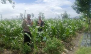 Polsek Gerung Dorong Ketahanan Pangan di Desa Beleka